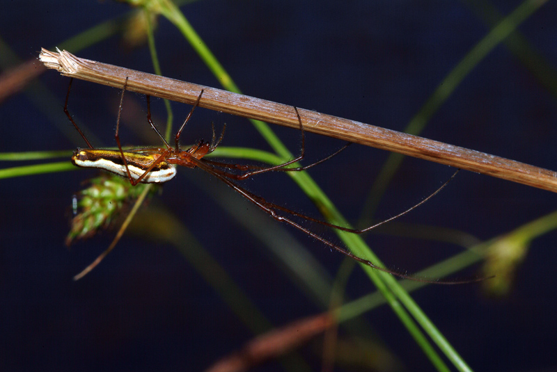 Tetragnatha sp.